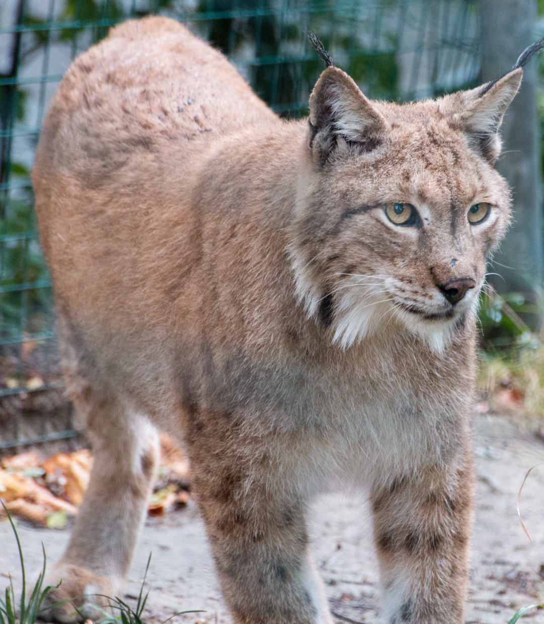 Aachener Tierpark